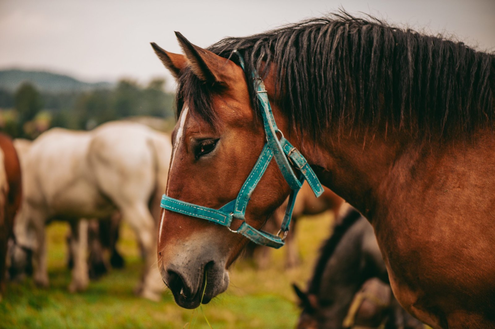 Contact Haras du Relevant