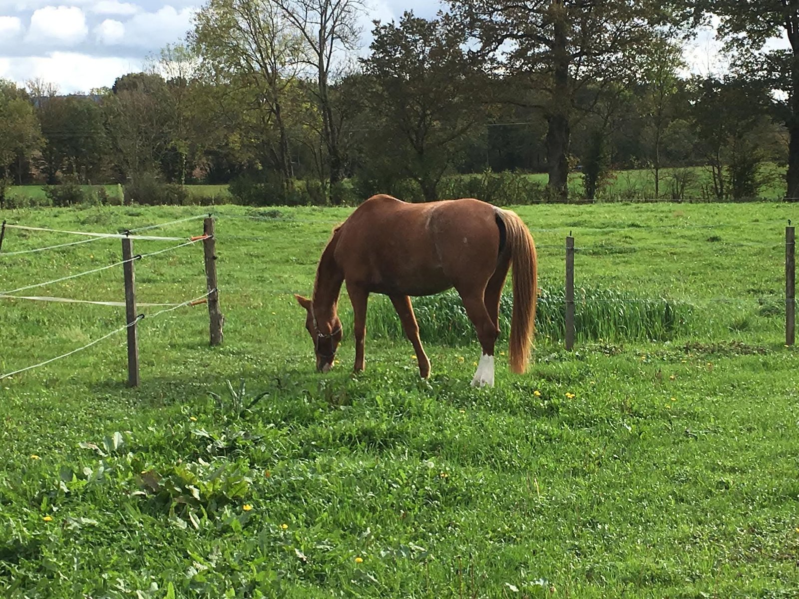 Pension chevaux Viriat